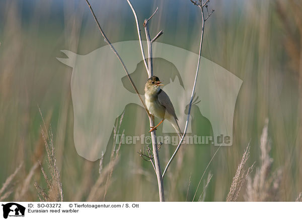 Eurasian reed warbler / SO-03272