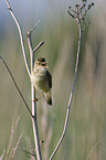 reed warbler