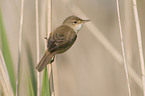 Eurasian reed warbler