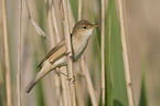 Eurasian reed warbler