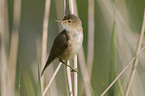 Eurasian reed warbler