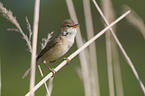 Eurasian reed warbler