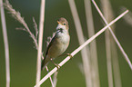 Eurasian reed warbler