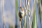 Eurasian Reed Warbler