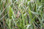 Eurasian Reed Warbler