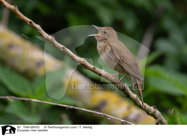 Schlagschwirl / Eurasian river warbler / THA-06432