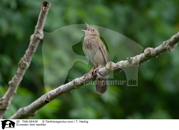 Schlagschwirl / Eurasian river warbler / THA-06436