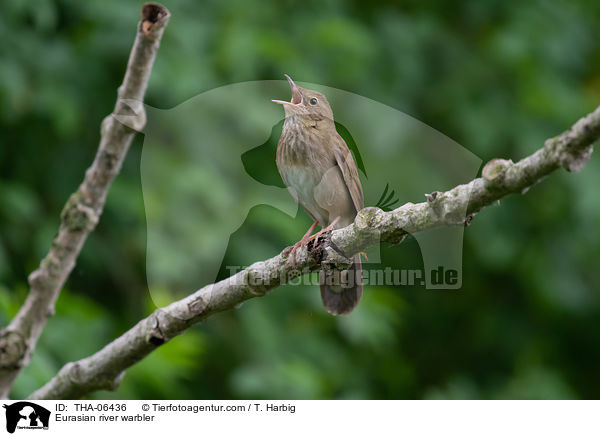 Eurasian river warbler / THA-06436