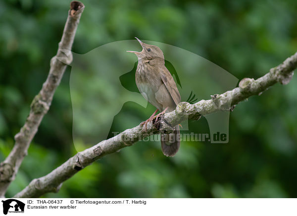 Eurasian river warbler / THA-06437