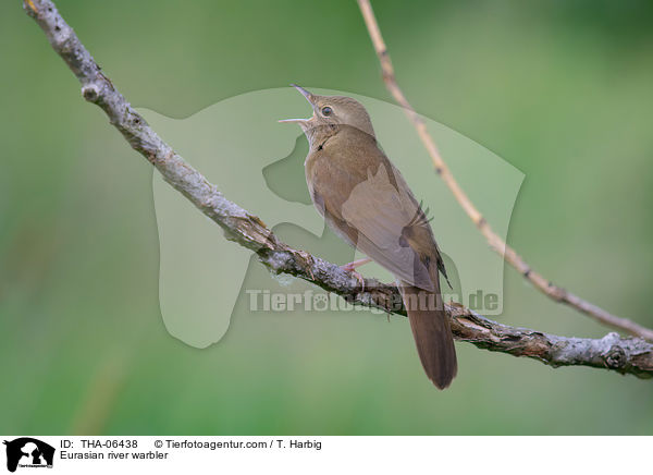 Eurasian river warbler / THA-06438