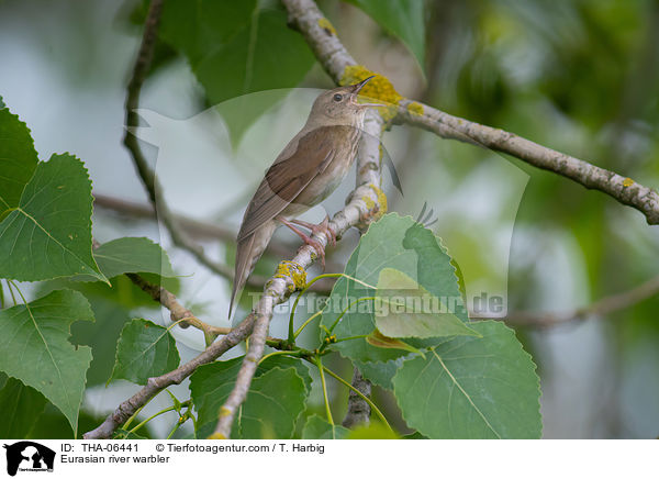 Eurasian river warbler / THA-06441