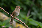 Eurasian river warbler