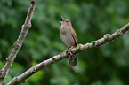 Eurasian river warbler