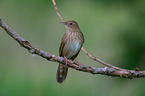 Eurasian river warbler