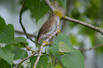 Eurasian river warbler