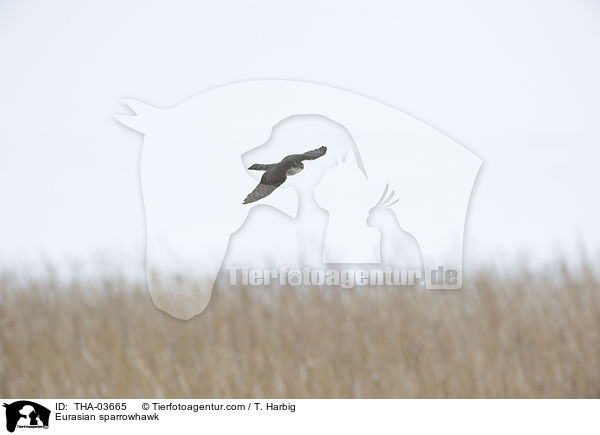 Sperber / Eurasian sparrowhawk / THA-03665