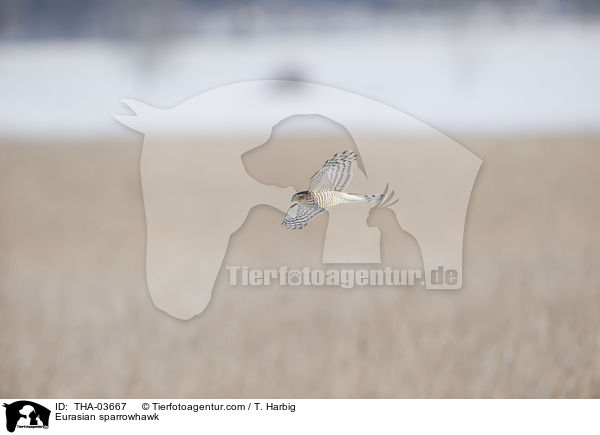 Eurasian sparrowhawk / THA-03667