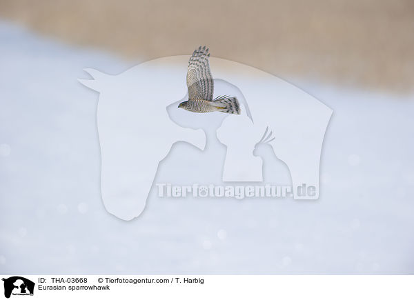 Eurasian sparrowhawk / THA-03668