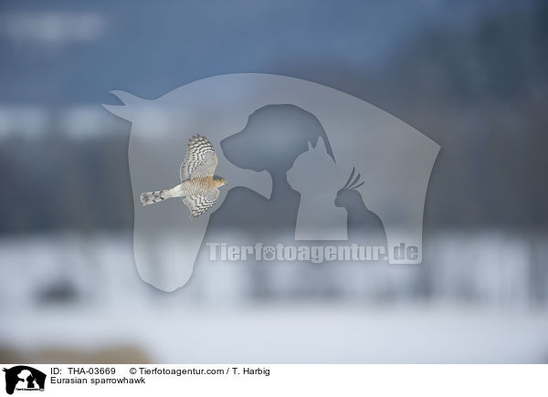 Eurasian sparrowhawk / THA-03669