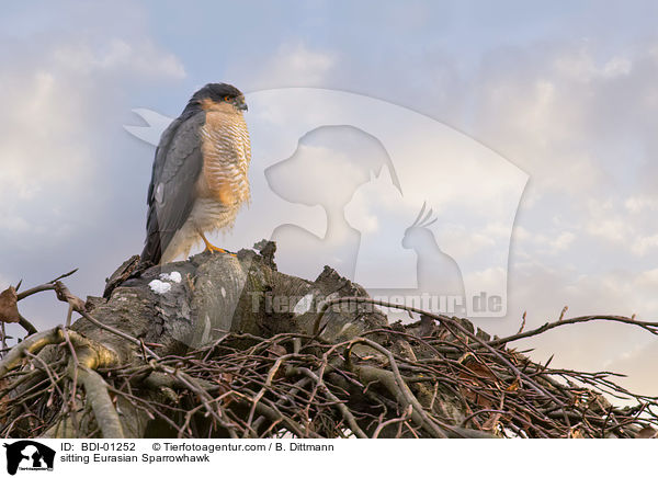 sitzender Sperber / sitting Eurasian Sparrowhawk / BDI-01252