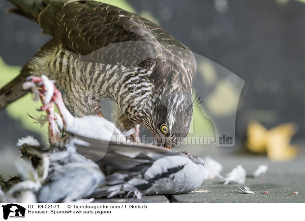 Sperber frisst Taube / Eurasian Sparrowhawk eats pigeon / IG-02571