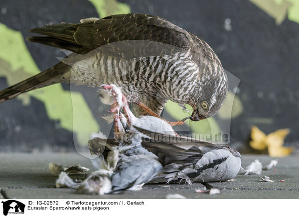Sperber frisst Taube / Eurasian Sparrowhawk eats pigeon / IG-02572