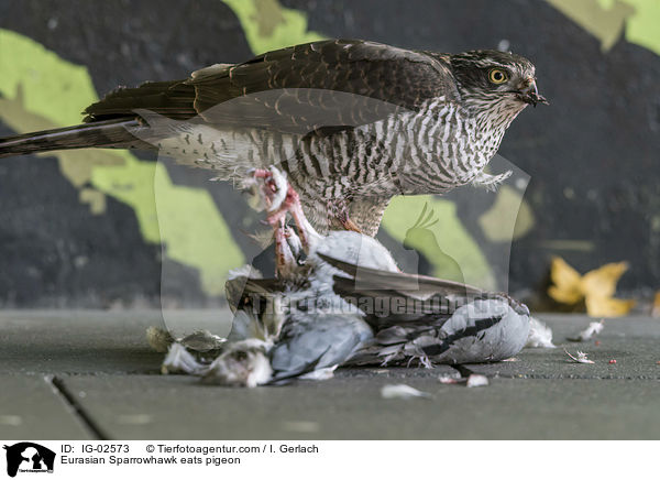 Eurasian Sparrowhawk eats pigeon / IG-02573