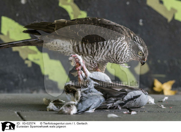 Eurasian Sparrowhawk eats pigeon / IG-02574