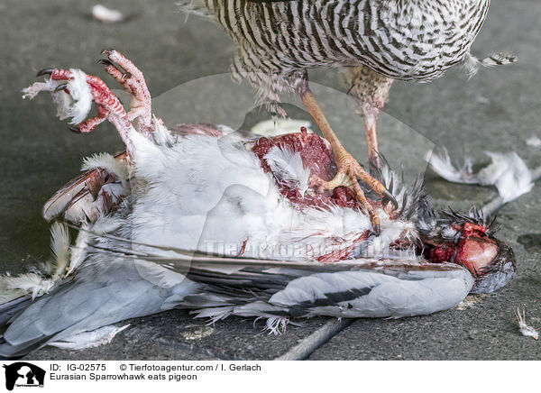 Sperber frisst Taube / Eurasian Sparrowhawk eats pigeon / IG-02575