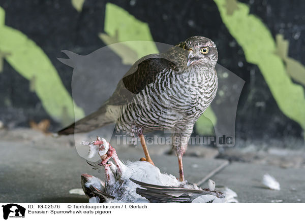 Sperber frisst Taube / Eurasian Sparrowhawk eats pigeon / IG-02576