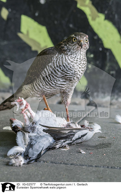 Eurasian Sparrowhawk eats pigeon / IG-02577
