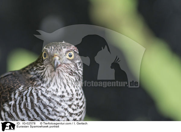 Eurasian Sparrowhawk portrait / IG-02578