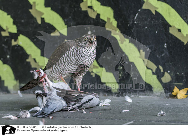 Eurasian Sparrowhawk eats pigeon / IG-02581