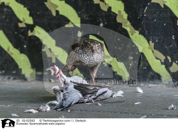 Sperber frisst Taube / Eurasian Sparrowhawk eats pigeon / IG-02582