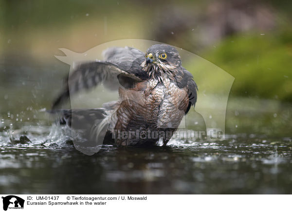 Eurasian Sparrowhawk in the water / UM-01437