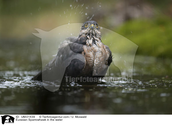 Sperber im Wasser / Eurasian Sparrowhawk in the water / UM-01439
