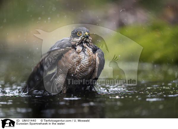 Eurasian Sparrowhawk in the water / UM-01440