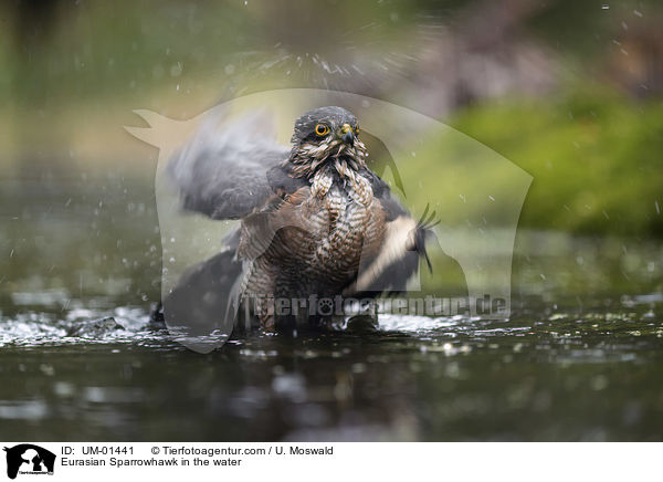 Eurasian Sparrowhawk in the water / UM-01441