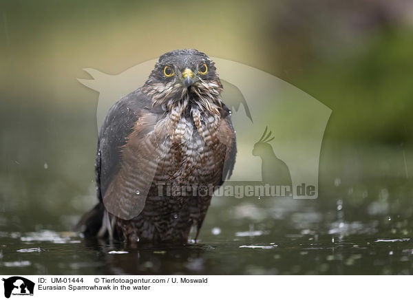 Eurasian Sparrowhawk in the water / UM-01444