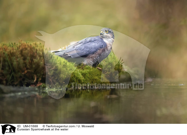 Eurasian Sparrowhawk at the water / UM-01688