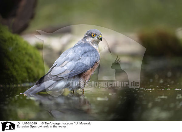 Sperber im Wasser / Eurasian Sparrowhawk in the water / UM-01689