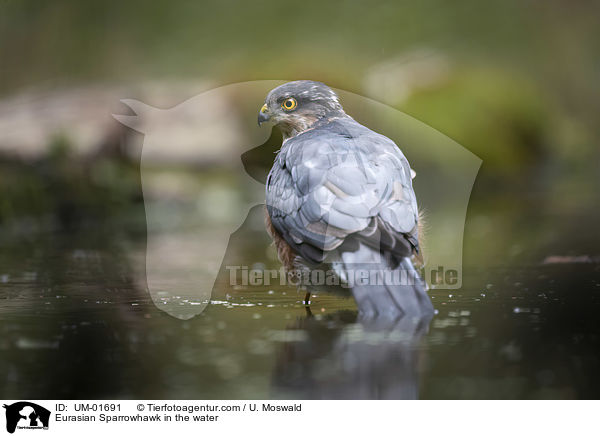 Sperber im Wasser / Eurasian Sparrowhawk in the water / UM-01691
