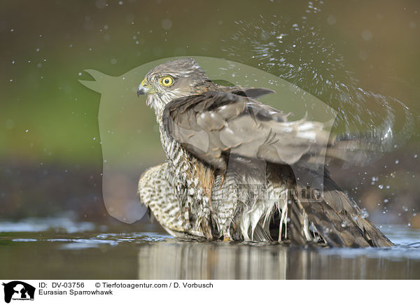 Eurasian Sparrowhawk / DV-03756
