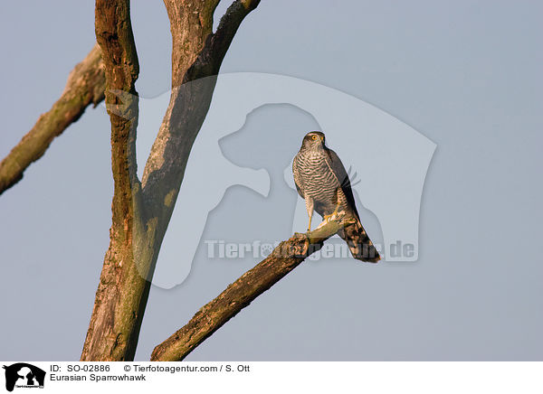 Sperber / Eurasian Sparrowhawk / SO-02886