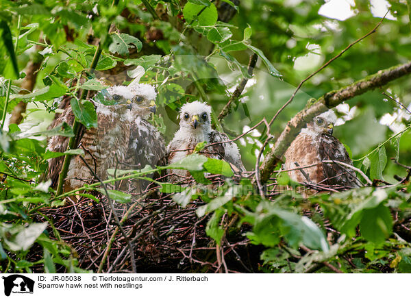 Sperbernest mit Nestlingen / Sparrow hawk nest with nestlings / JR-05038