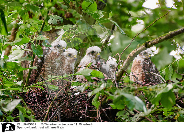 Sperbernest mit Nestlingen / Sparrow hawk nest with nestlings / JR-05039