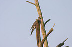 sparrowhawk