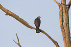 sparrowhawk