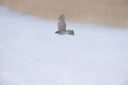 Eurasian sparrowhawk