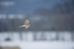 Eurasian sparrowhawk